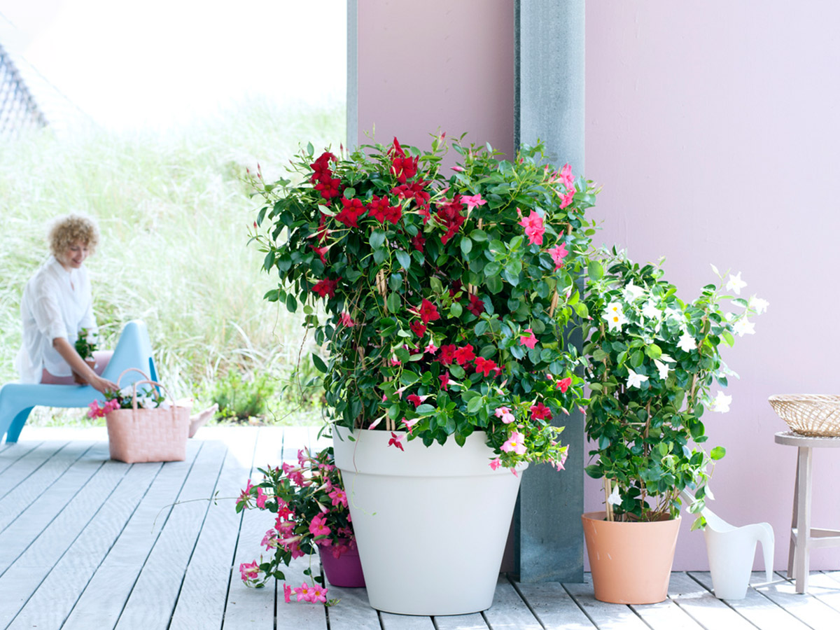 Red and Pink Mandevilla Mothers Day