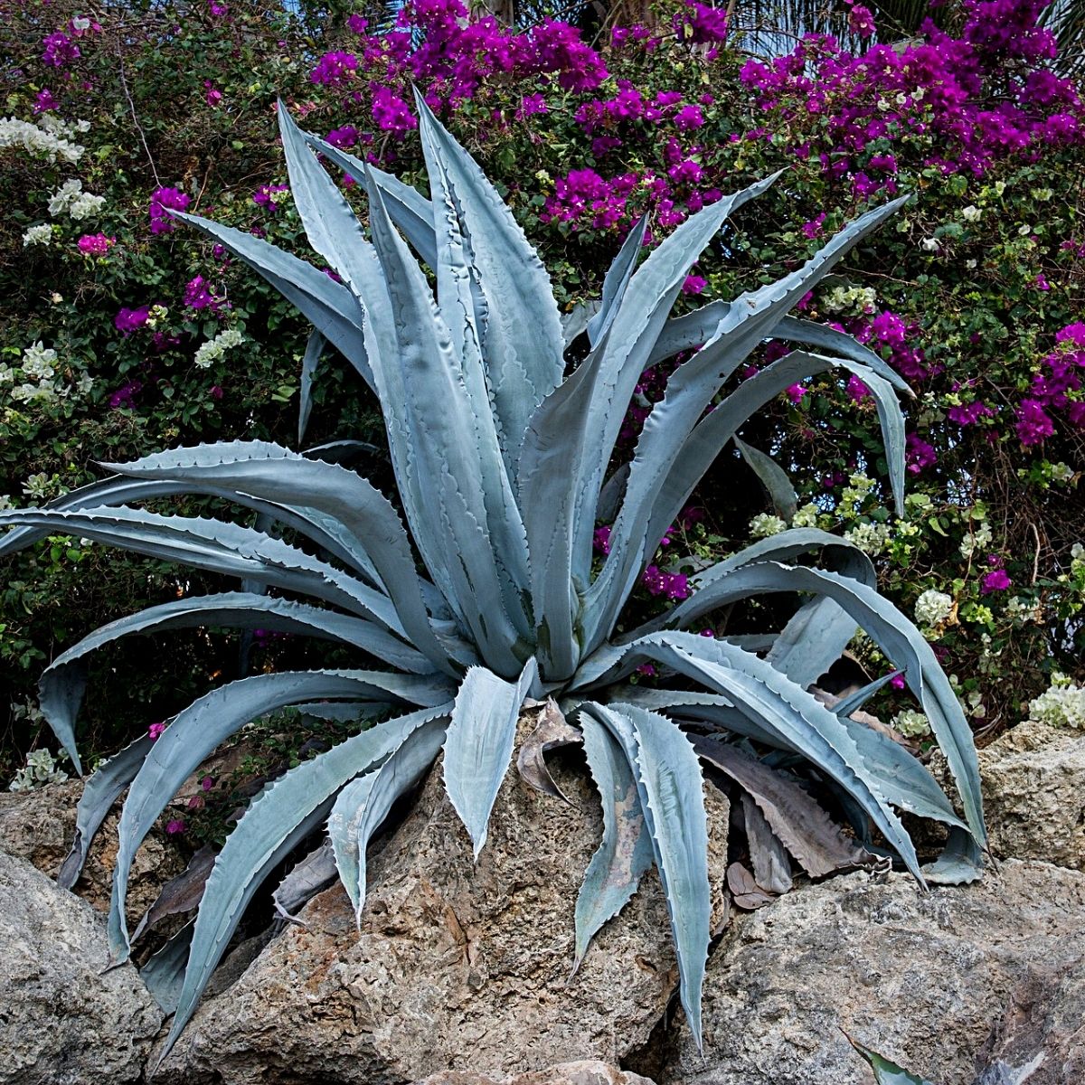 A succulent garden plant in a rock garden