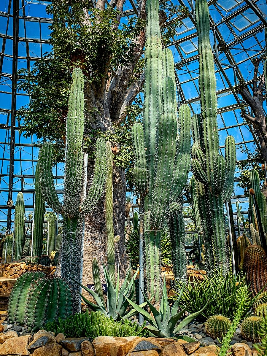 Cactus plants in an indoors rock garden