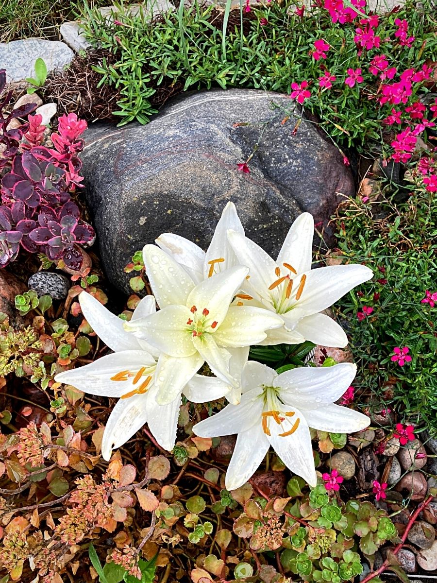 flowers and rocks in a rock garden setting