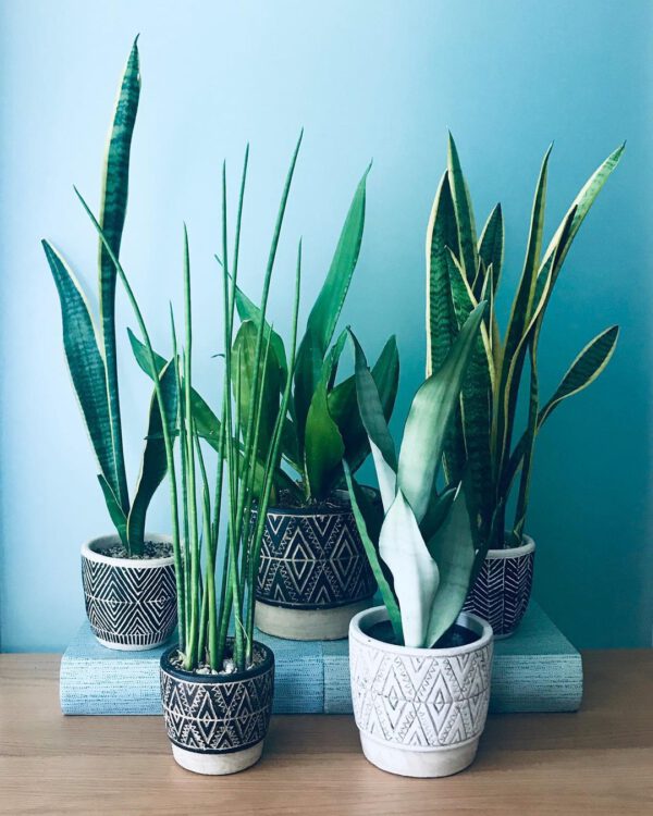 Sansevieria snake plant Family Portrait