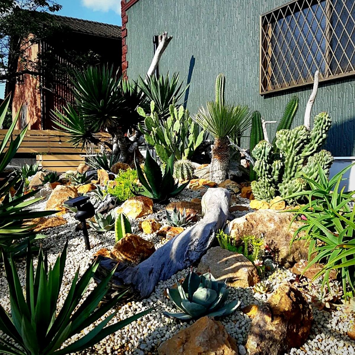 Assortment of succulent plants in a rock garden