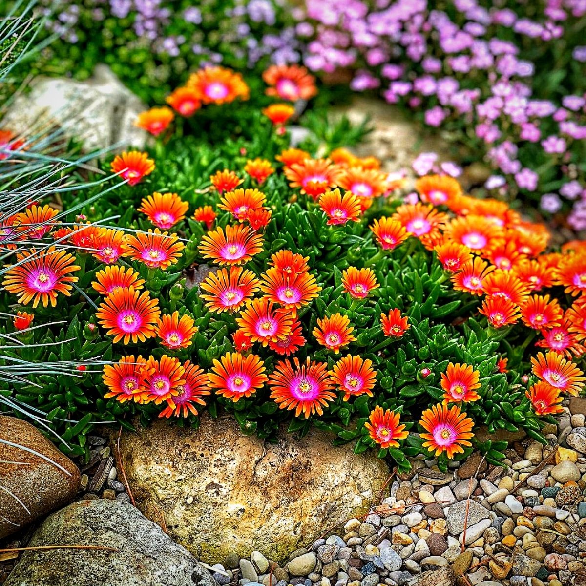 Blooming flowers in an alpine styled rock garden