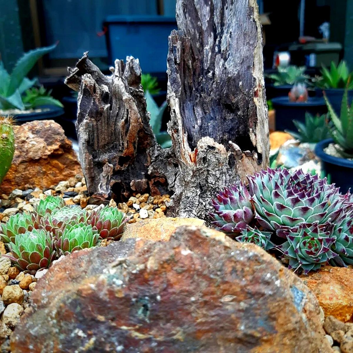 A desert rock garden