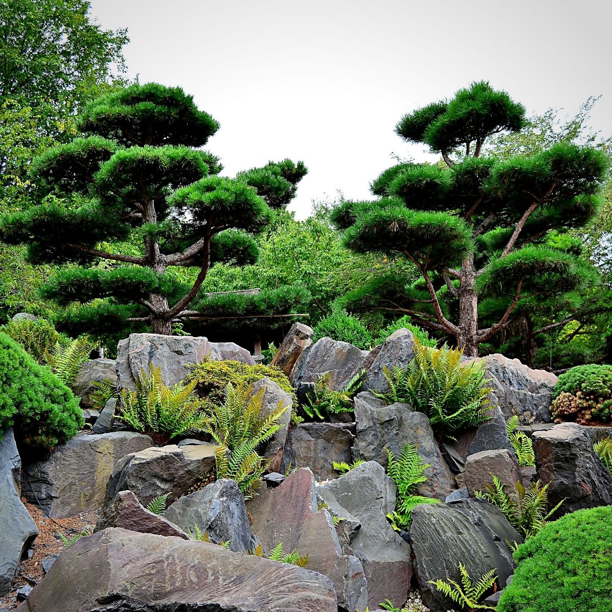 A rock garden