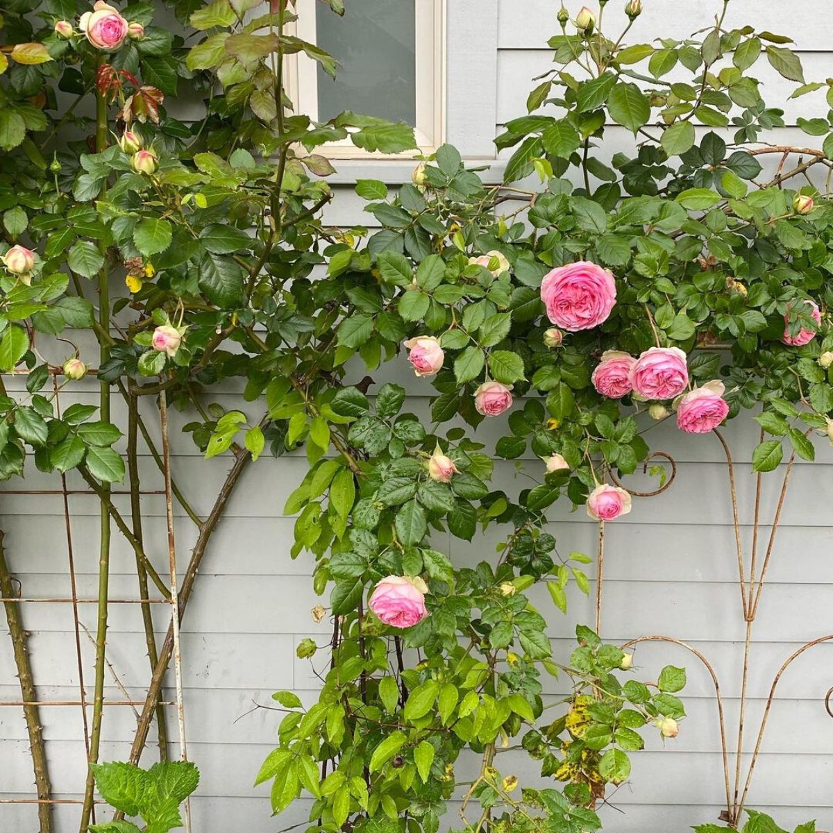 Climbing Rose Seeds - Fragrant Hybrid Vine Roses For Fences, Pergolas & Trellises, Hardy Perennial
