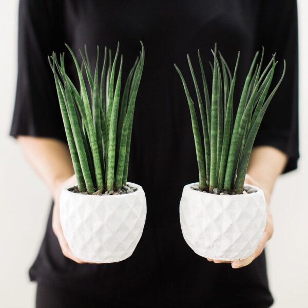 10 Snake Plant Varieties to Add to Your Collection Sansevieria Bacularis