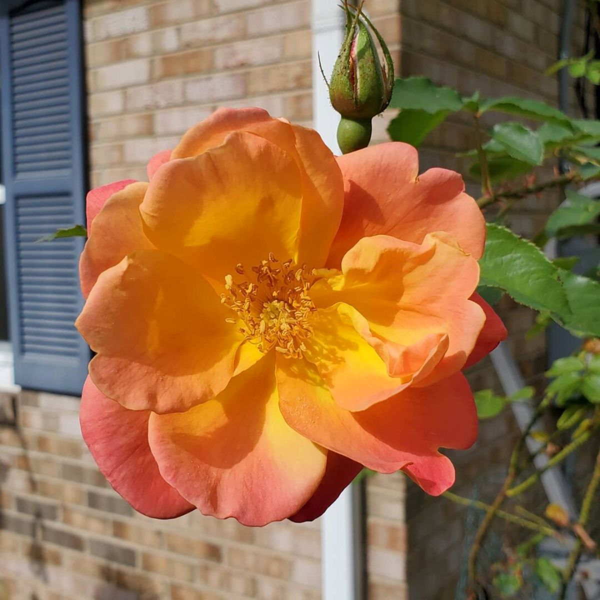 Bloomed Josephs coat climbing rose in garden