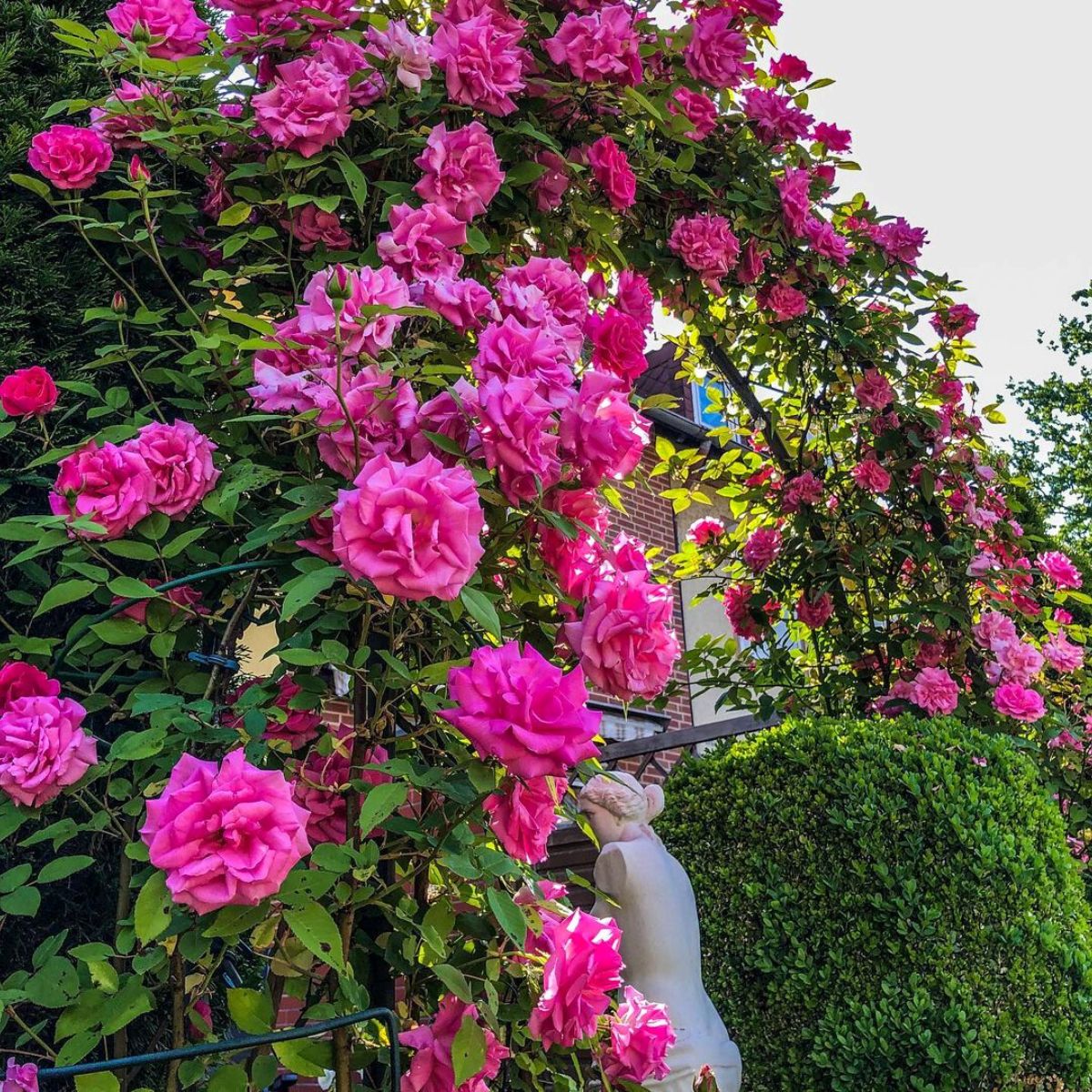 Climbing roses for your garden