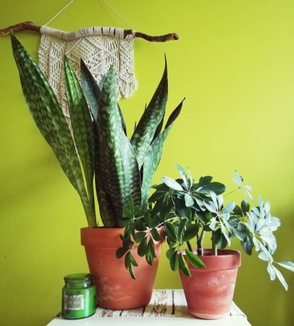 snake plants Sansevieria Hyacinthoides