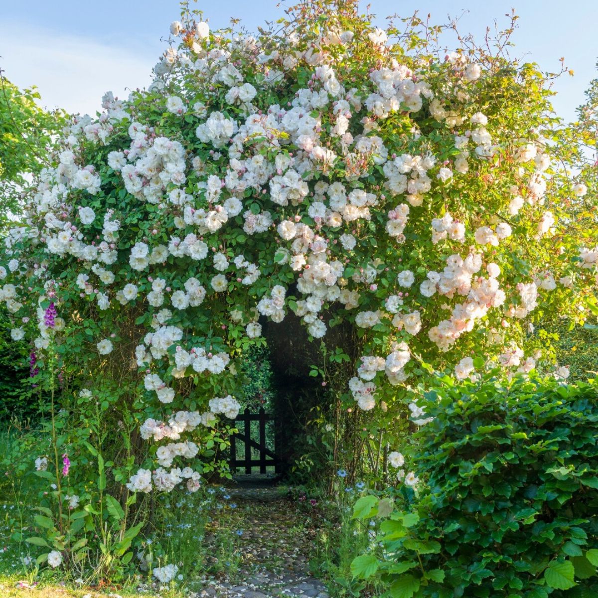 White climbing roses adorning a garden