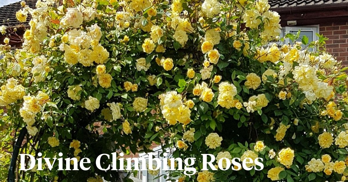 Divine climbing roses header