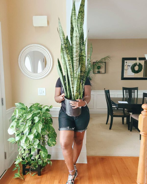 snake plant Sansevieria zeylanica