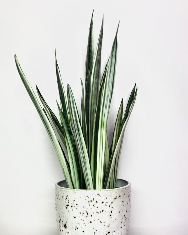 10 Snake Plant Varieties to Add to Your Collection Sansevieria Trifasciata