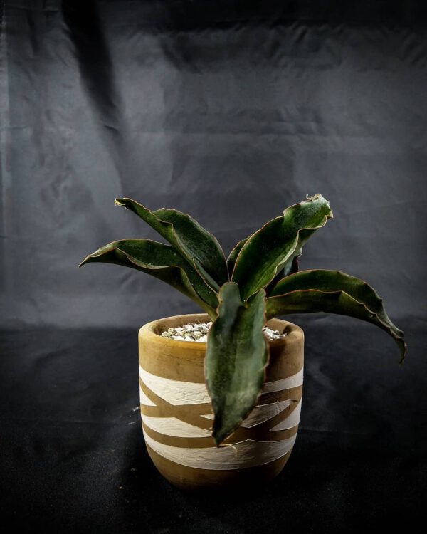 10 Snake Plant Varieties to Add to Your Collection Sansevieria Subspicata