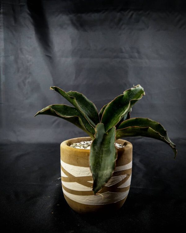 Snake Plant Varieties Sansevieria Subspicata