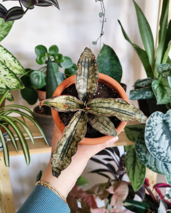 10 Snake Plant Varieties to Add to Your Collection Sansevieria Kirkii