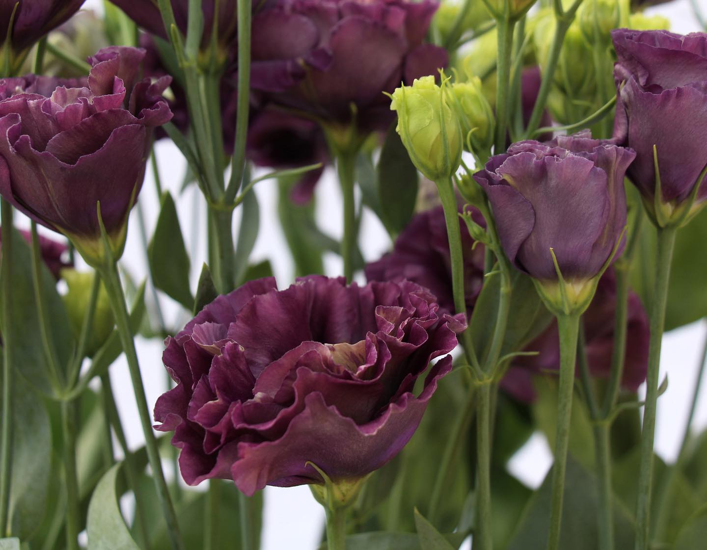 Lisianthus Flowers