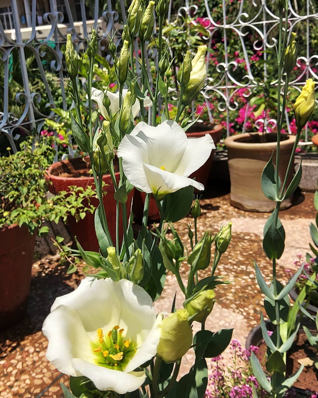 Lisianthus flower in pot