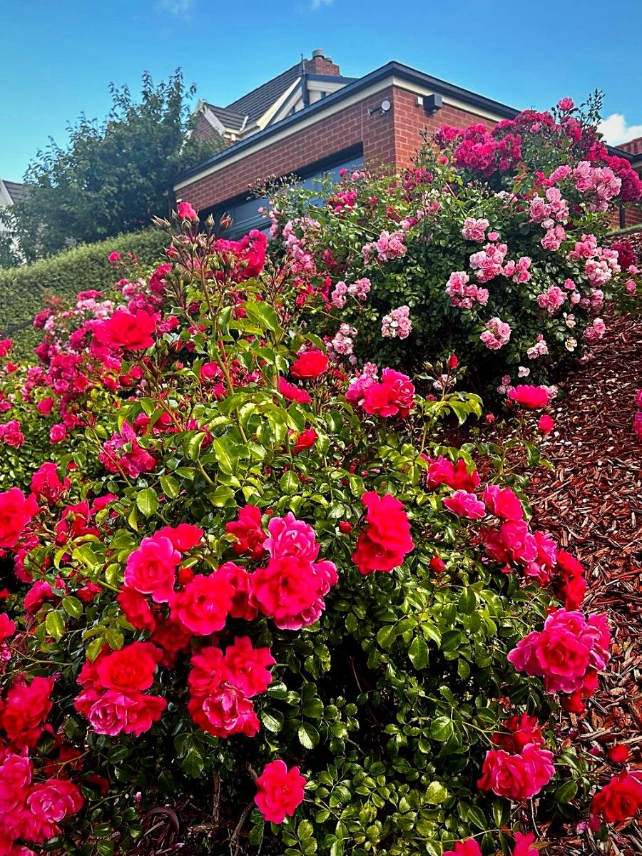flower carpet roses planted on a slopping front yard