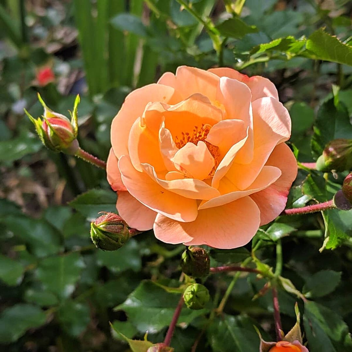 a flower carpet rose amber bloom