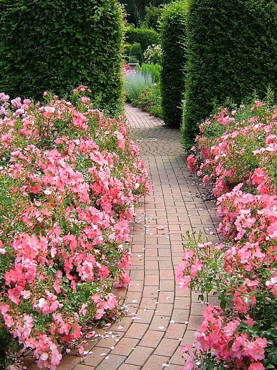 Applebossom flower carpet roses
