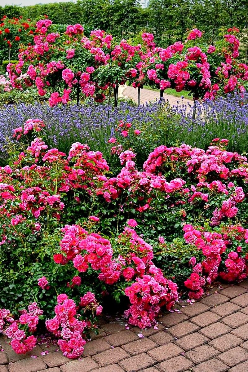 Flower carpet roses