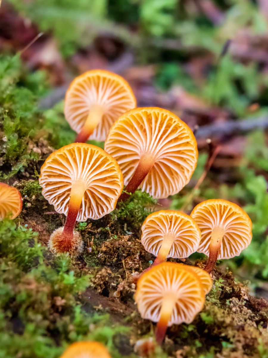 Orange fungi bellies exposed