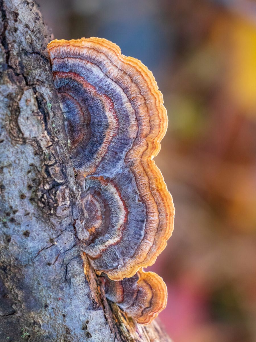 Multicolor layers of fungi by Barbora Batokova