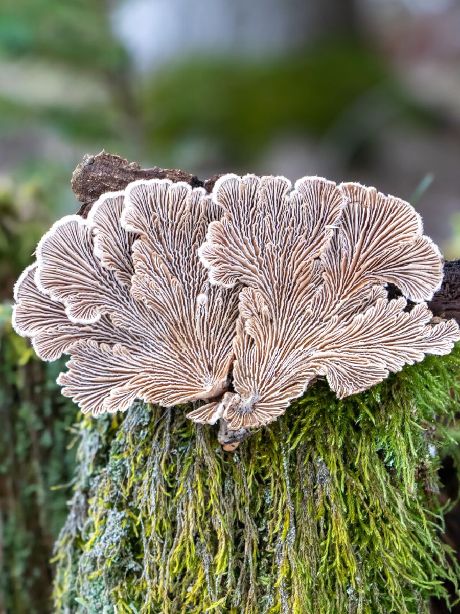 Barbora Batokova captures fungi in every color and texture