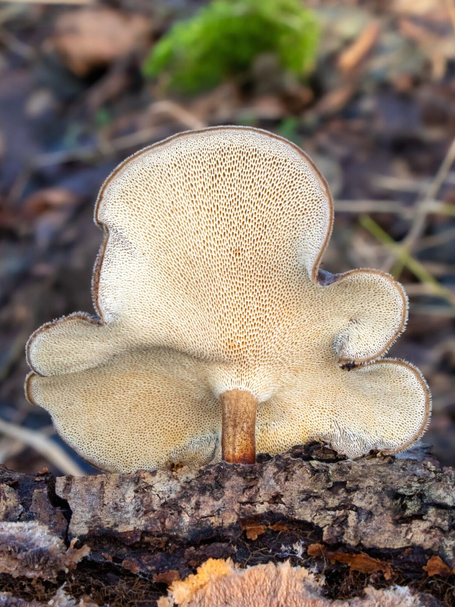 Barbora Batokova shoots rare fungi