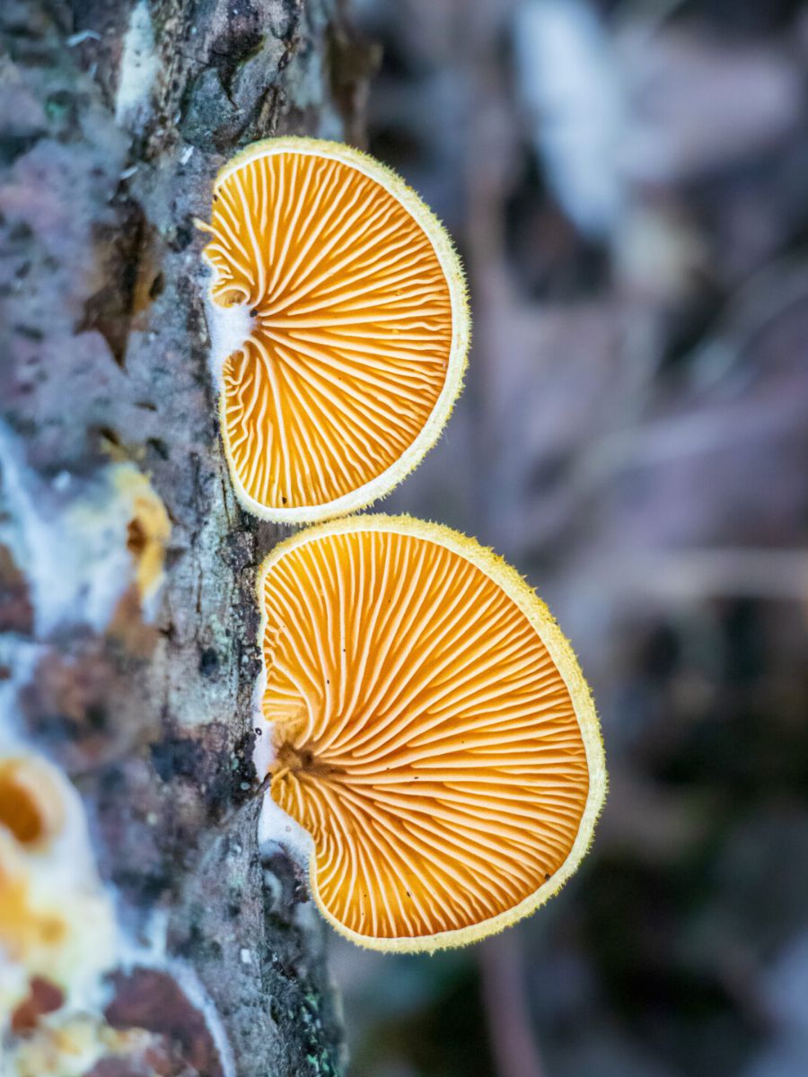 Amazing detail of fungi photograph by Barbora Batokova