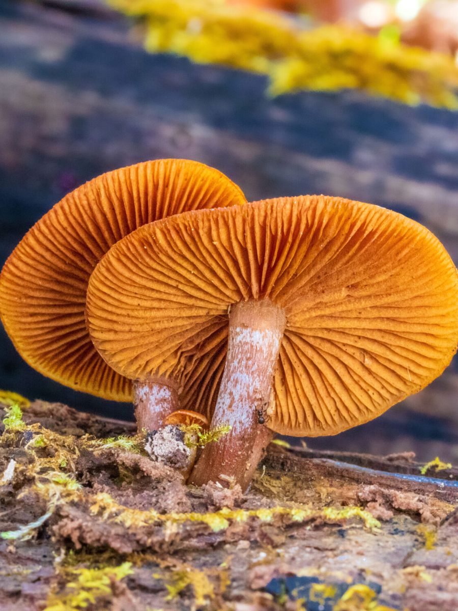Orange fungi by Barbora Batokova