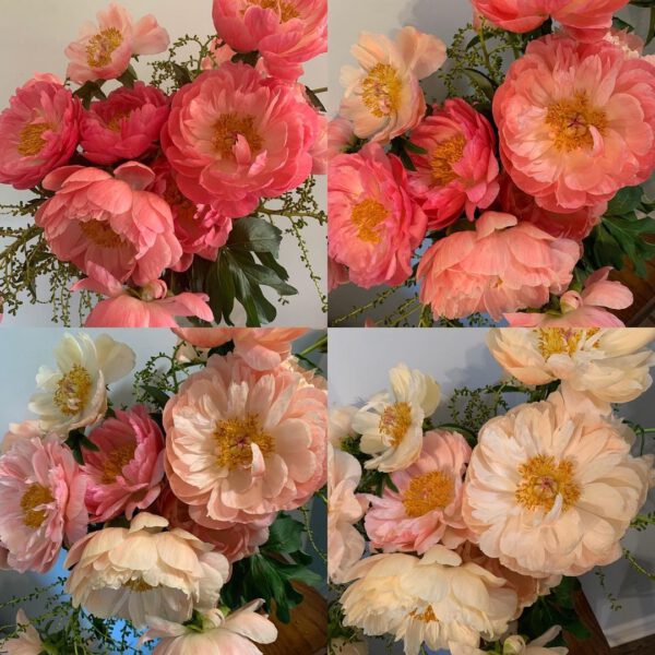 Who Isn't Charmed by the Peony Coral Charm color changing peony