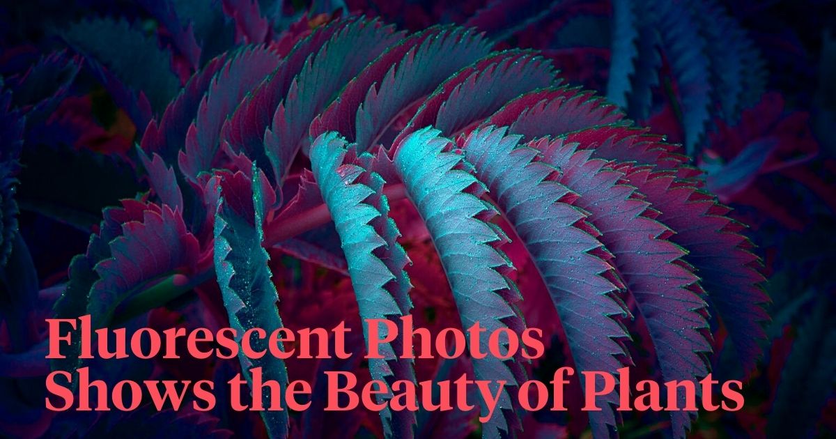 Fluorescent plant by Tom Leighton header