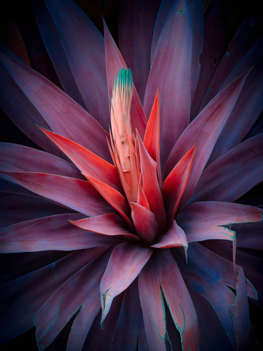 Exploration of plant life at night by Tom Leighton
