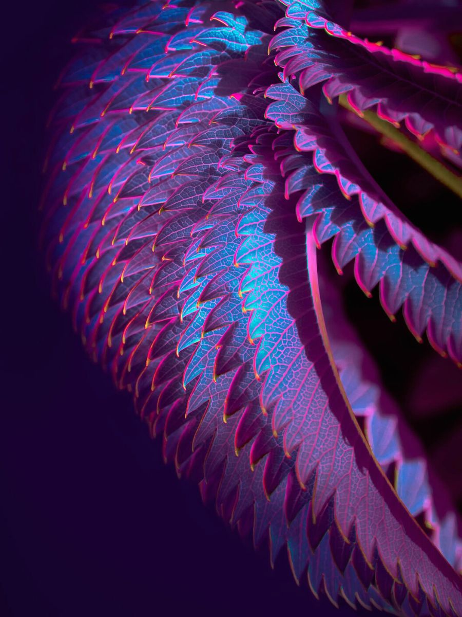 Colorful leaf detail by Tom Leighton