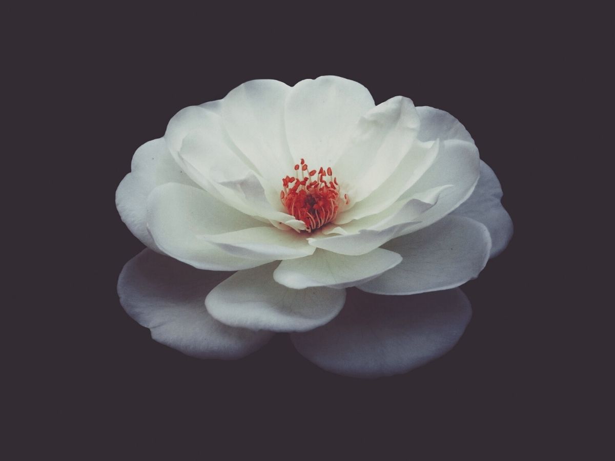 White camellia in full bloom