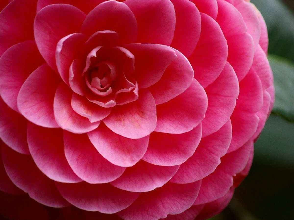 The symbolism of camellia flowers