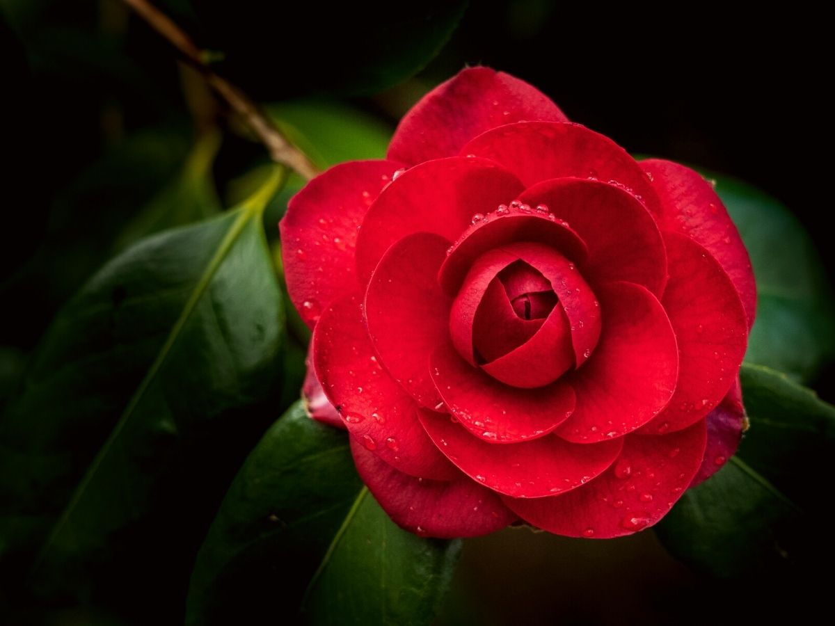 Symbolism of red camellia flowers