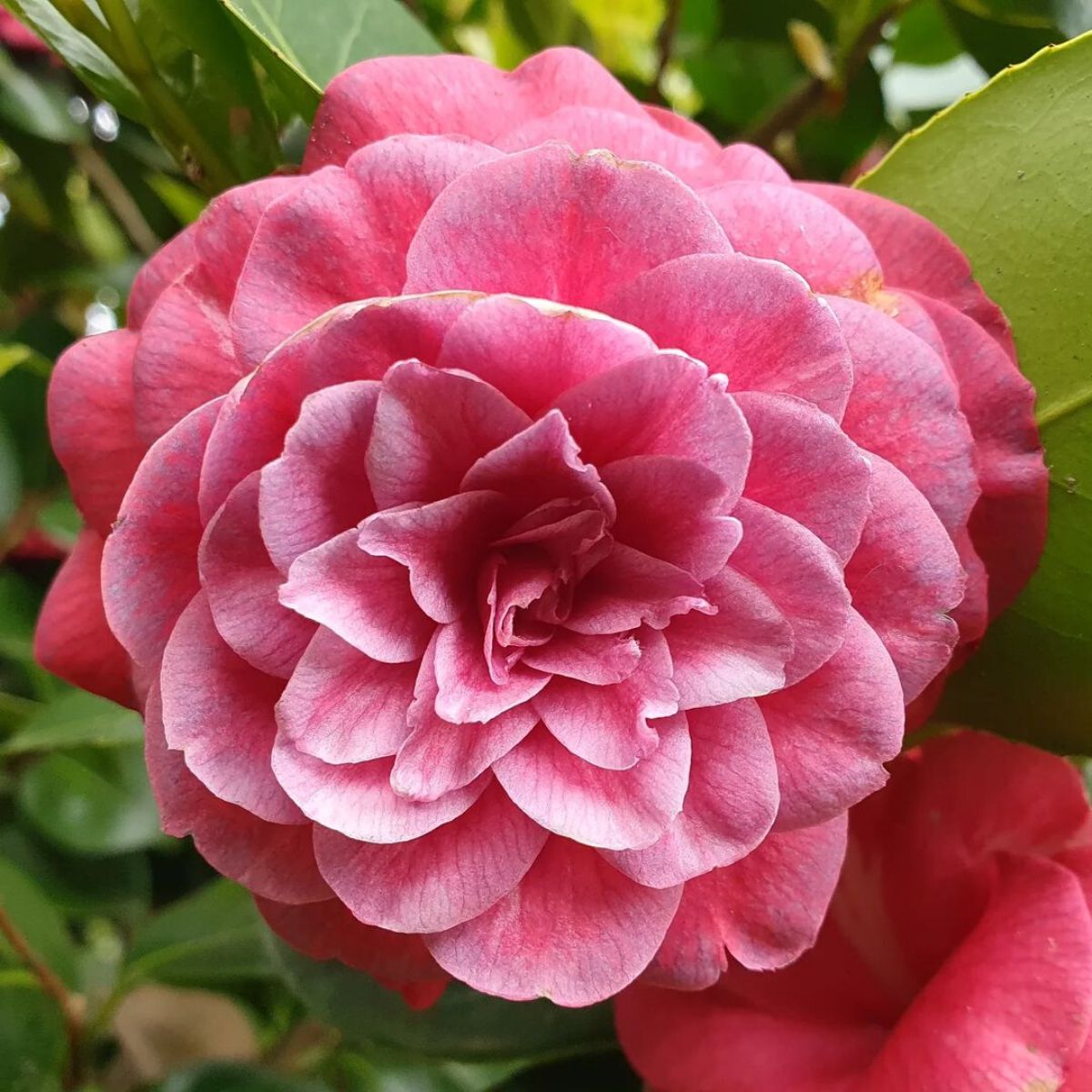 Camellia flowers as ornamental decor