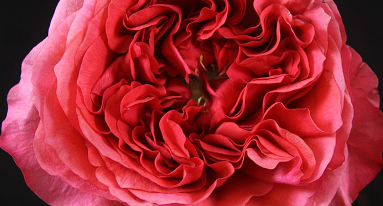 Rose Dark X-Pression cut flower on Thursd header