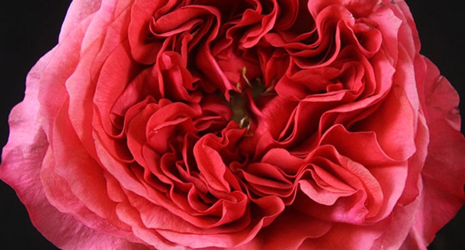 Rose Dark X-Pression