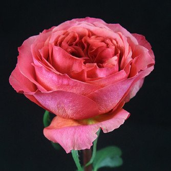 Rose Dark X-Pression