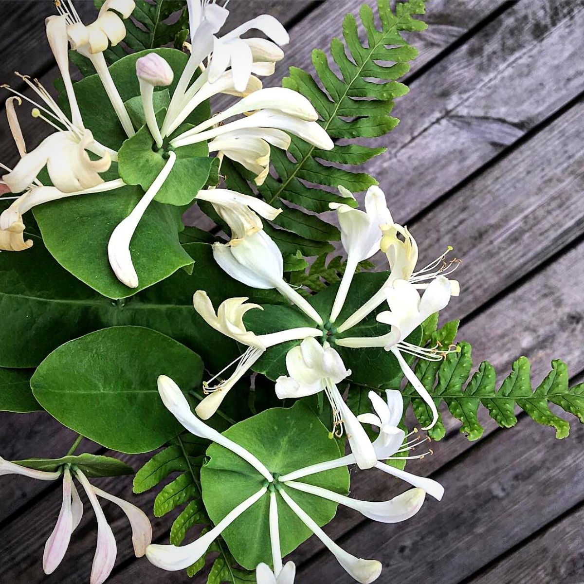 white honeysuckle flowers 