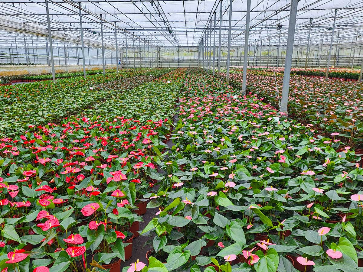 Evanty anthurium greenhouse