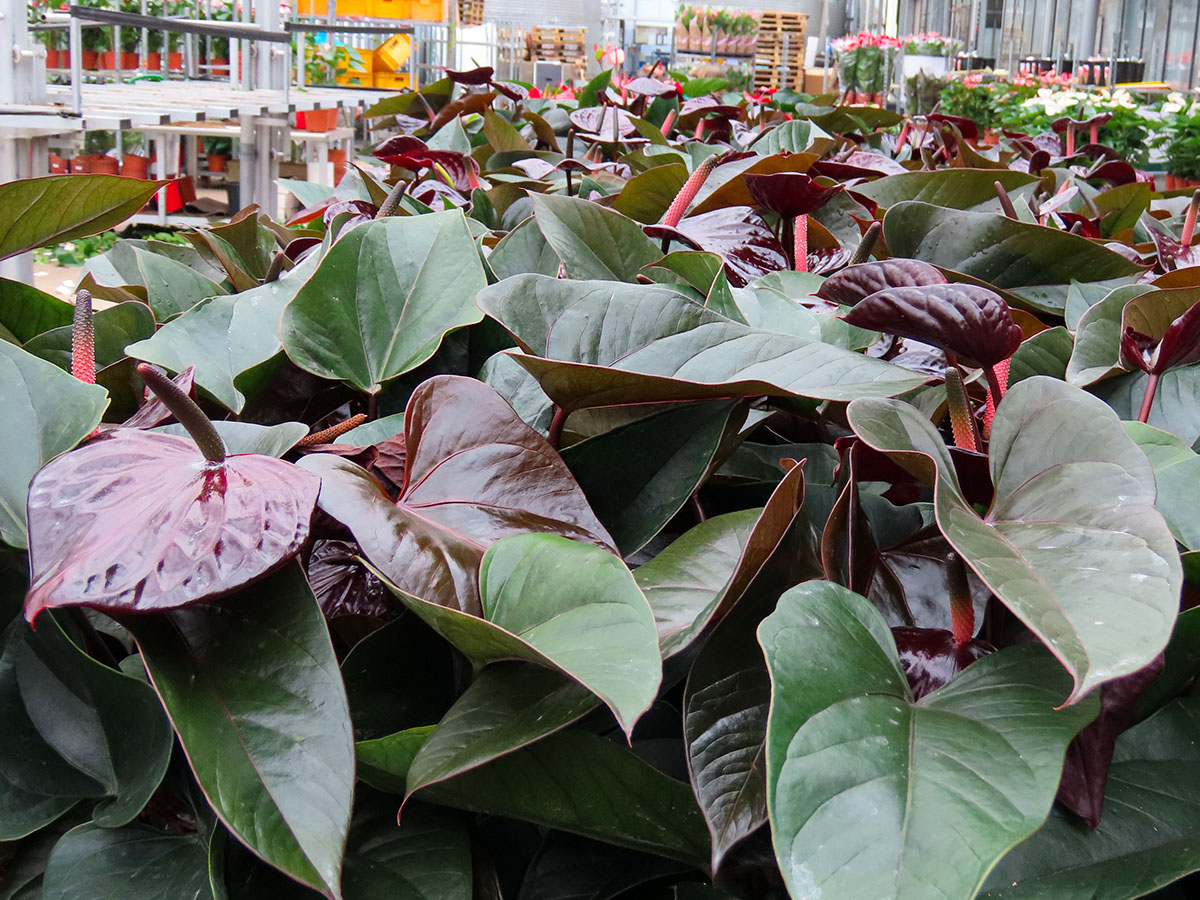 Evanty black anthurium