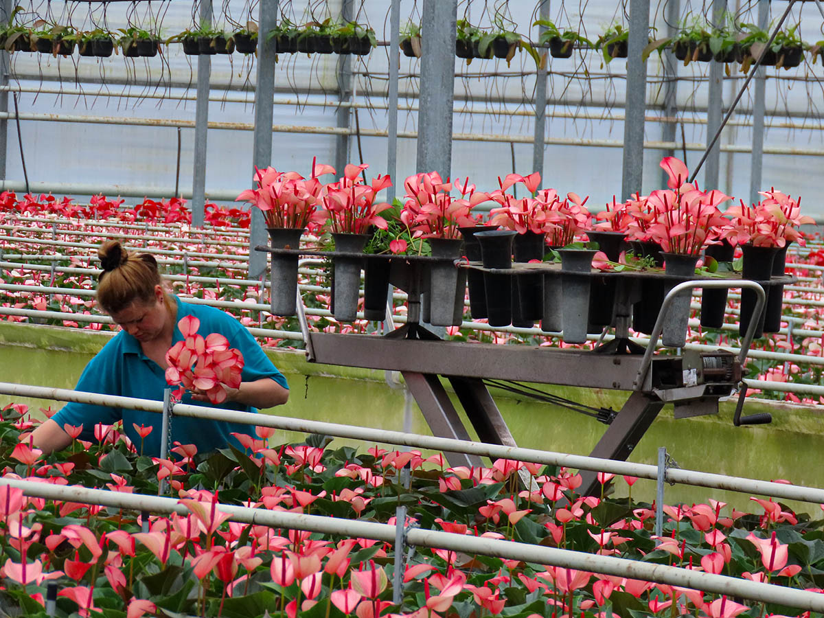 Evanty anthurium greenhouse worker