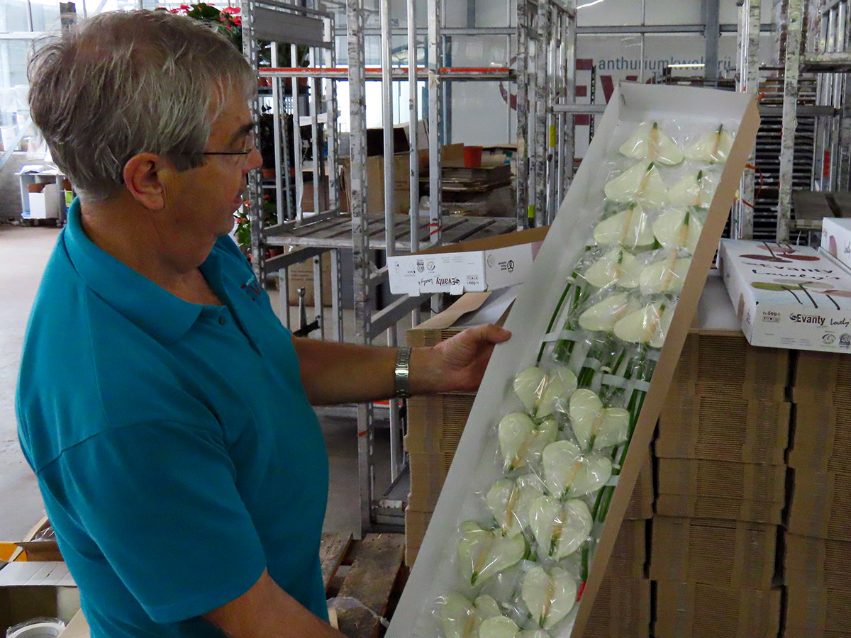 Evanty Jaap Evers with white anthurium in box