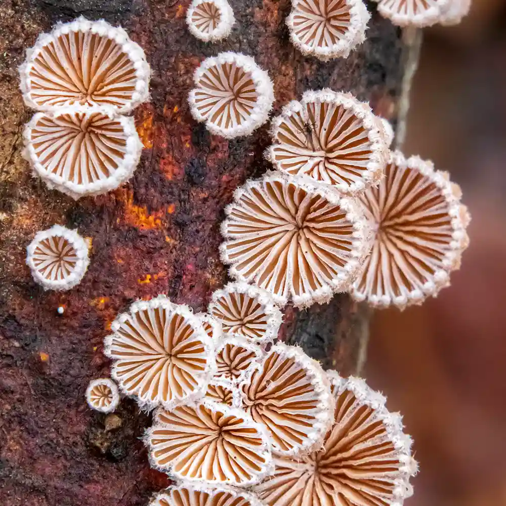 Barbora Batokova Fungi Photographs square feature